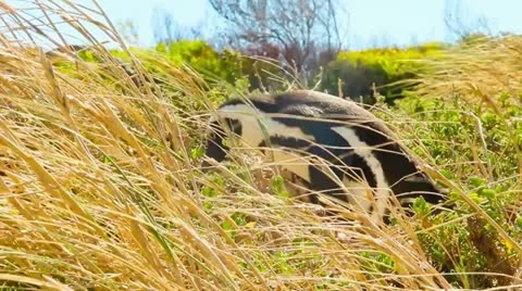 Penguin in the wild Stock Footage 22245619