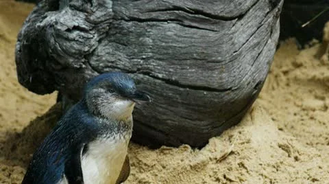 Penguin yawning Stock Footage 12759537