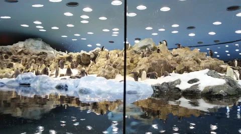 The penguin in zoo Stock Footage 48276078