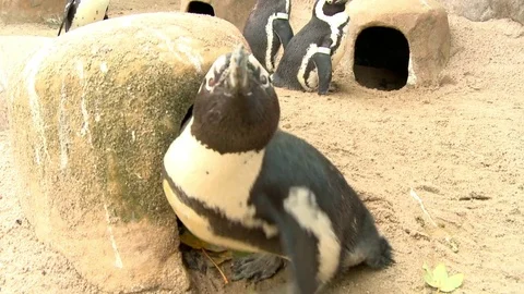 Penguin in zoo Stock Footage 71338583