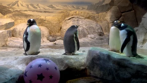 Penguin in a zoo. Stock Footage 90823306