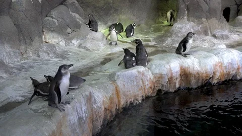 Penguin in a zoo. Video stock 90823430