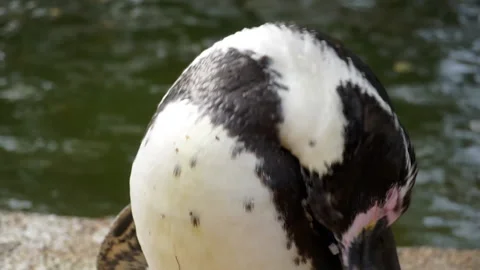 The penguin at the zoo itches Stock Footage 140728215