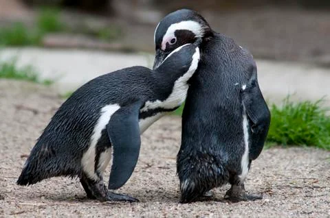 Penguin at the zoo Stock Photos
