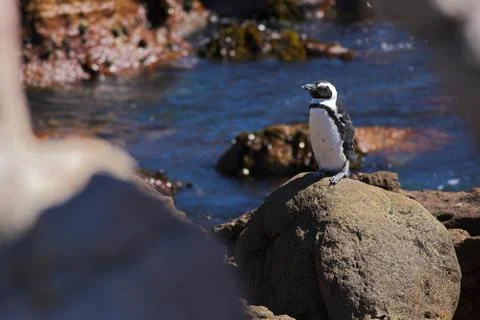 Penguin06 Stock Photos