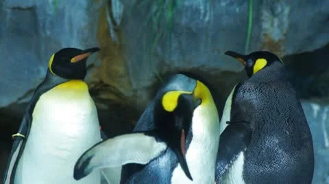 Penguins #1 스톡 동영상 10788454