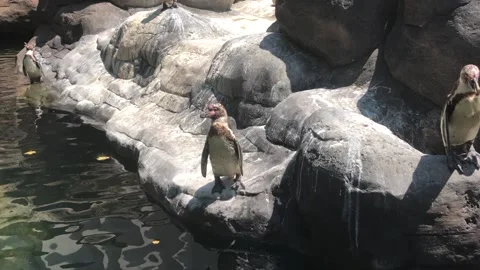 PENGUINS 1 Vídeo Stock 135029808