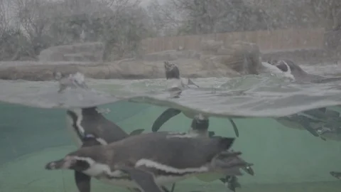 Penguins  - 100FPS - SLOG3 스톡 동영상 88781012