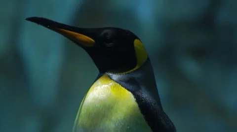 Penguins #2 Stock Footage 10788462