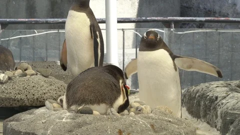 Penguins 2 Stock Footage 99499300