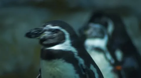 Penguins #3 Stock Footage 10788517