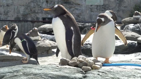 Penguins 3 Vídeos de archivo 99499012