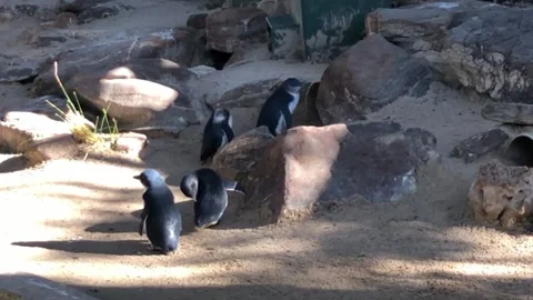Penguins at Adelaide Zoo Stock Footage 137869208