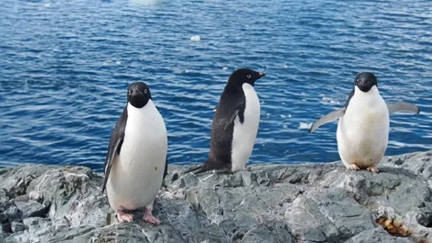 Penguins Adelie Vídeos de archivo 331187254