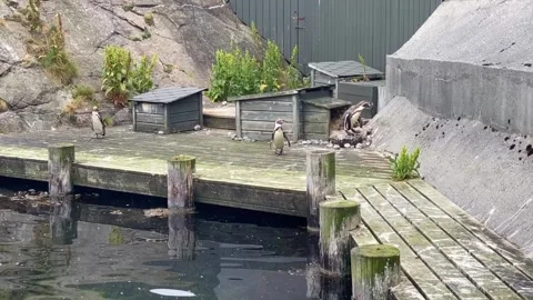 Penguins Alesund Stock Footage 220017925