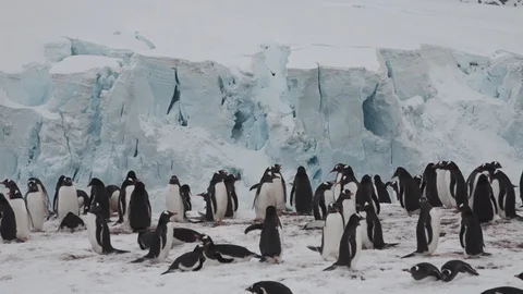 Penguins and Glacier 스톡 동영상 106935528