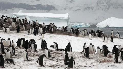 Penguins and Icebergs 스톡 동영상 106935645