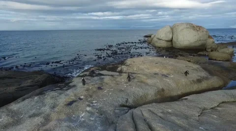 Penguins and the Ocean Stockbeeldmateriaal 59335529