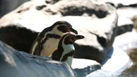 Penguins in antarctica Stock Footage 107828647