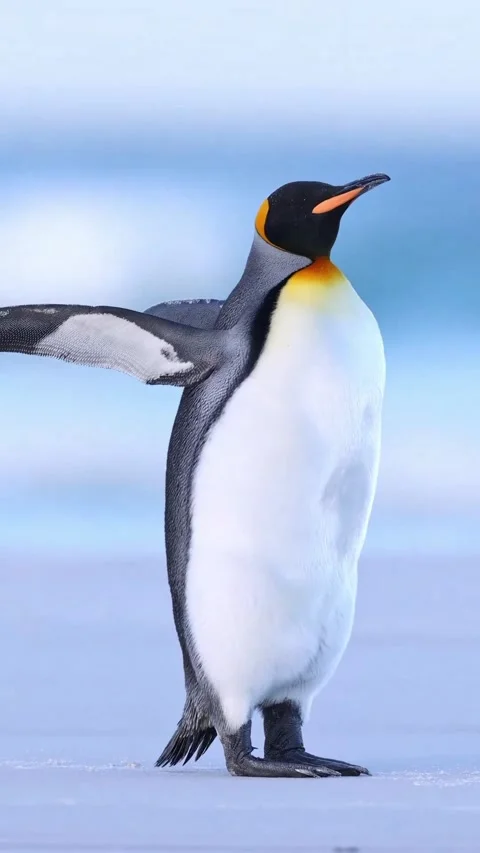 The Penguins of Antarctica Stock Footage 317974389