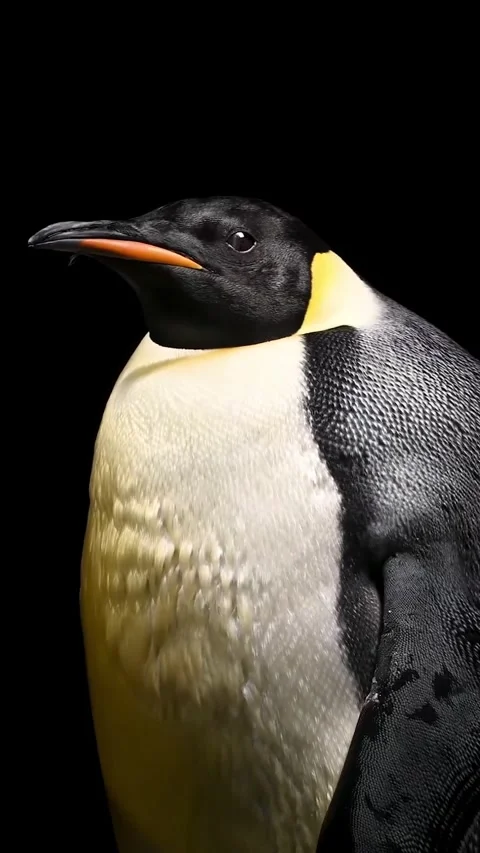 The Penguins of Antarctica Stock Footage 320380318