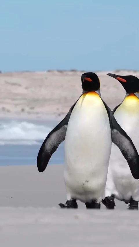 The Penguins of Antarctica Stock Footage 321408810