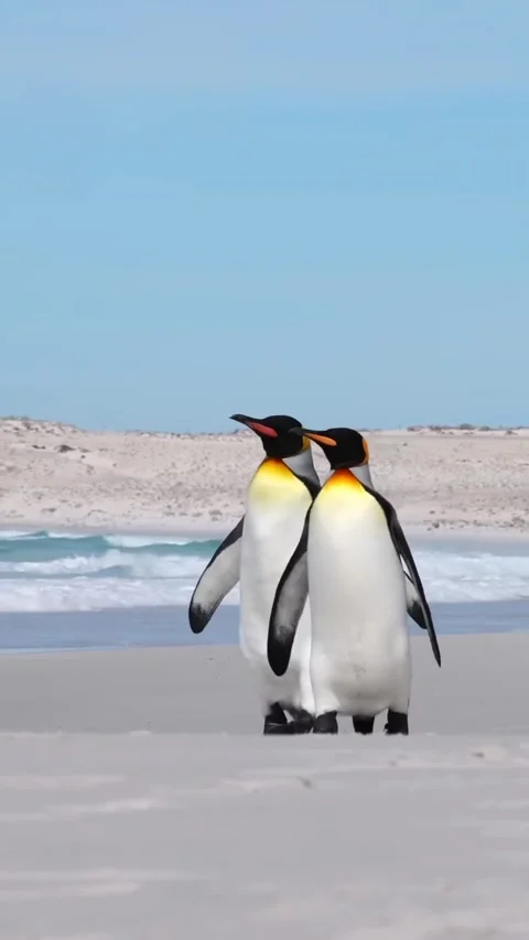 The Penguins of Antarctica Stock Footage 321409081