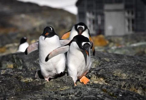 Penguins in Antarctica Stock-Fotos