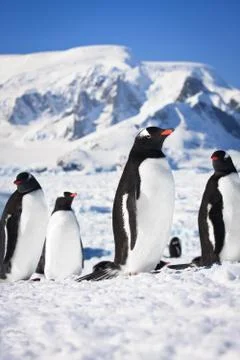 Penguins in Antarctica Foto stock