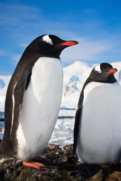 Penguins in Antarctica Fotos Stock