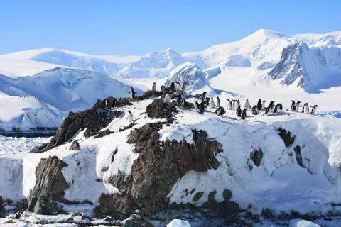 Penguins in Antarctica Stock Photos