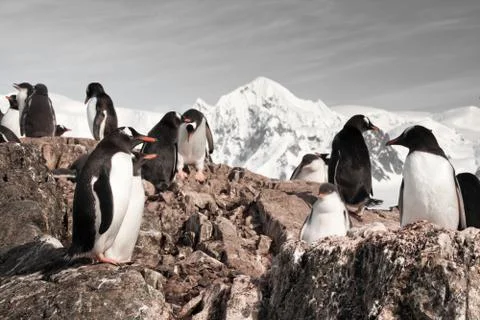 Penguins in Antarctica 库存照片