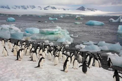 Penguins - Antarctica Stock Photos