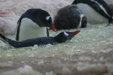 Penguins in Antarctica Foto stock