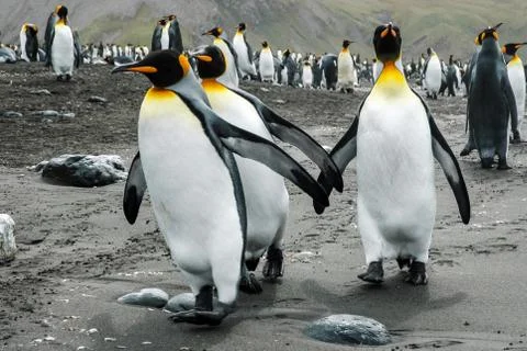 Penguins in Antarctica Foto stock