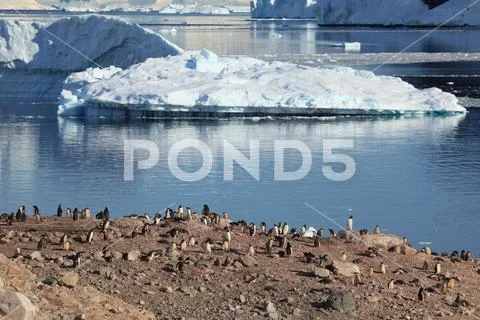 Penguins of Antarctica Stock Photos
