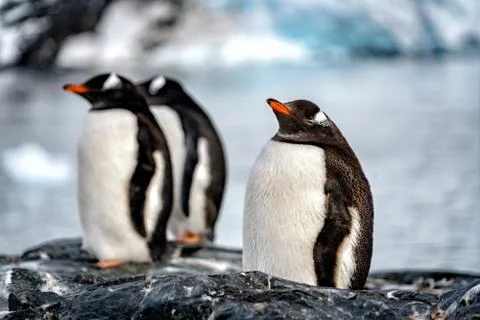 Penguins in Antarctica Stock Photos
