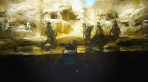 Penguins in aquarium Video stock 31817208