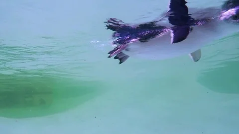 Penguins on aquarium Stock Footage 83527512