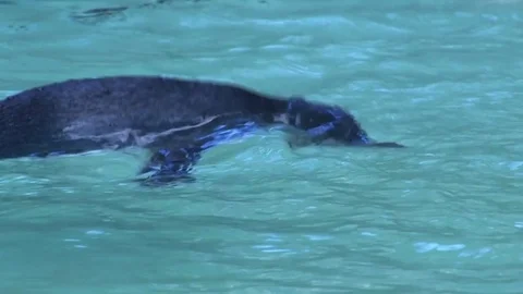 Penguins on aquarium Stock Footage 83527750
