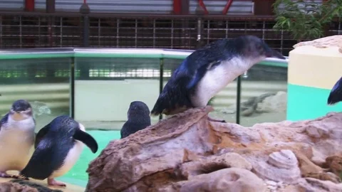Penguins on aquarium walking on rocks Stock Footage 83528050