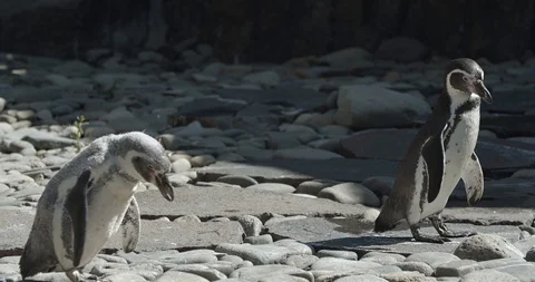 Penguins are going 50fps Stock Footage 114124683