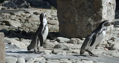 Penguins are running 50fps Stock Footage 114119617