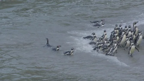 Penguins arriving on beach Stock Footage 116644002