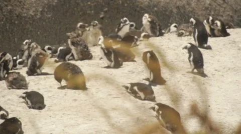 Penguins basking in the sun. Vídeo Stock 57978528