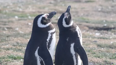 Penguins bathing in the sunshine. Stock-Footage 152333338