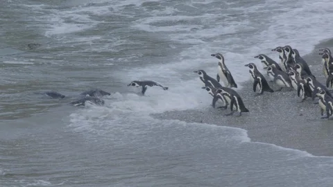 Penguins on beach Stock Footage 116644046