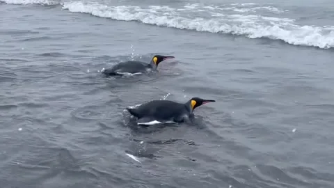 Penguins on the beach Video stock 327947474