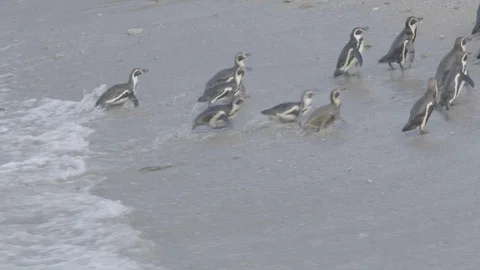 Penguins on the beach going in and out of waves coming in Stock Footage 116639486
