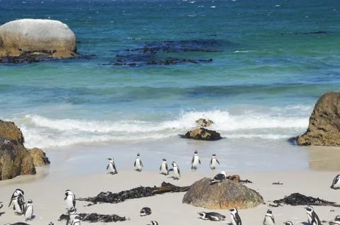 Penguins on the  beach Stock Photos